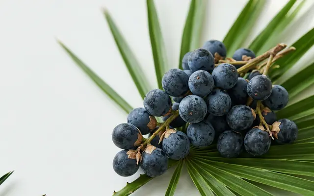 Saw Palmetto Nedir ve Neden Bu Kadar Konuşuluyor?